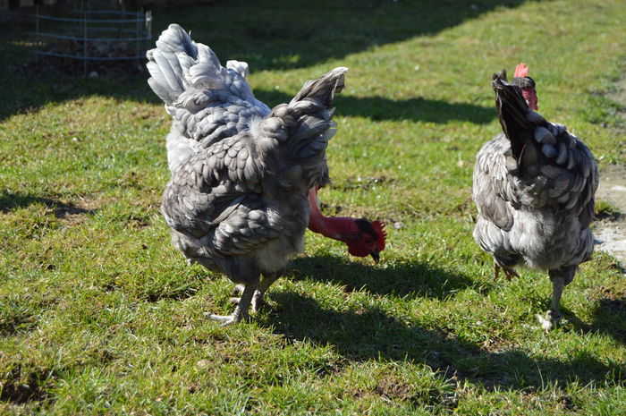 gat golas albastru  (49)