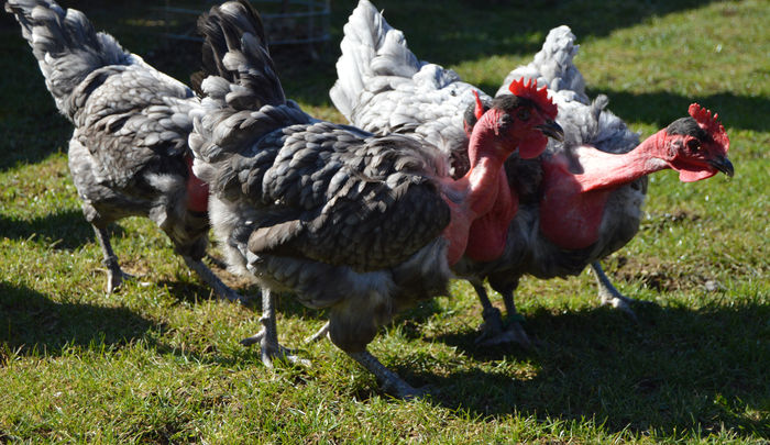 gat golas albastru  (52)