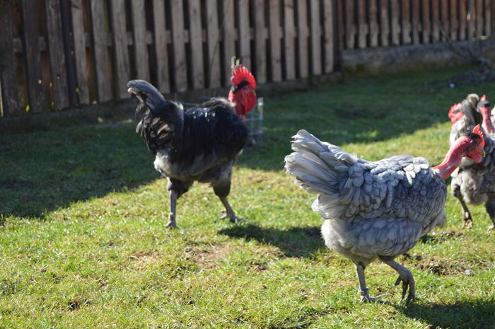 gat golas albastru  (54)