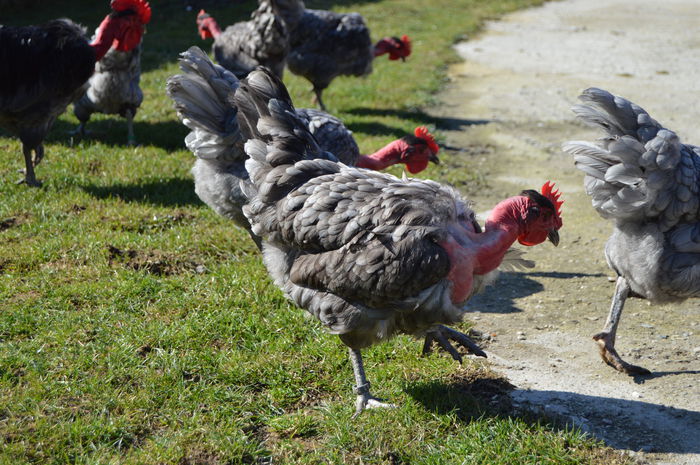 gat golas albastru  (55)