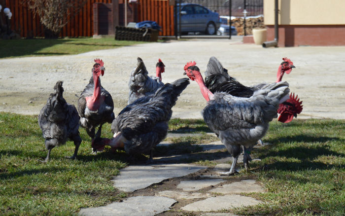 gat golas albastru  (57)