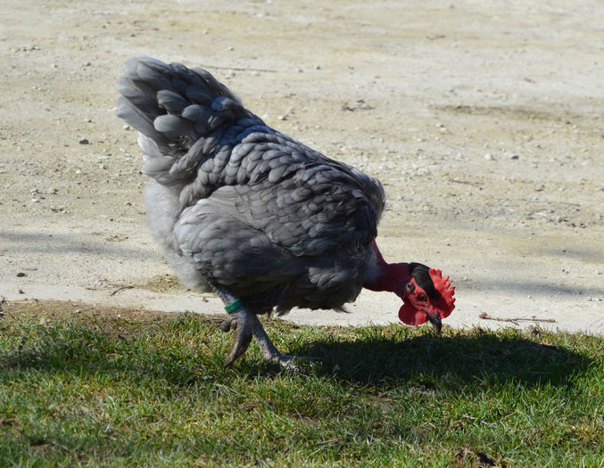 gat golas albastru  (67)