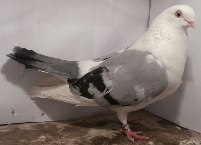 Data in Costinesti la Laurentiu