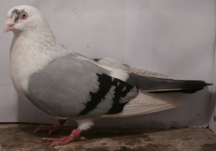 Dat in Costinesti la Laurentiu