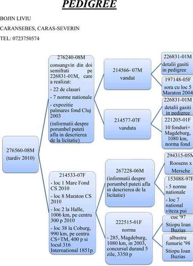 PEDIGREE-276560-08M