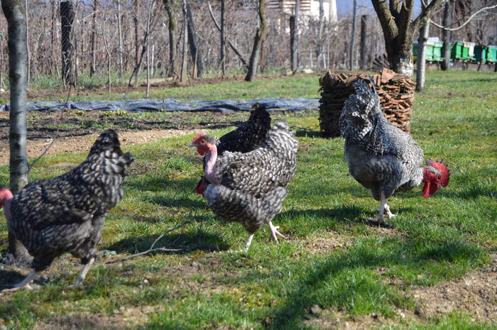 gat golast de transilvania -barat (16)