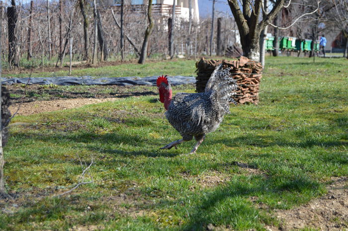 gat golast de transilvania -barat (19)