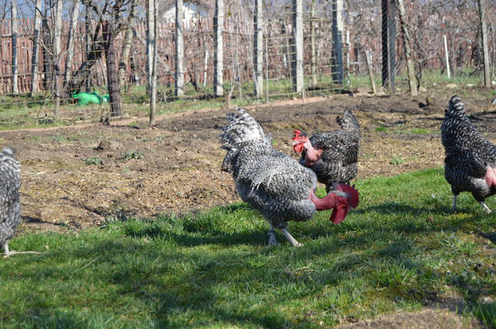 gat golast de transilvania -barat (26)