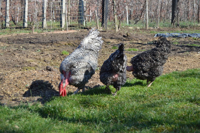 gat golast de transilvania -barat (31)