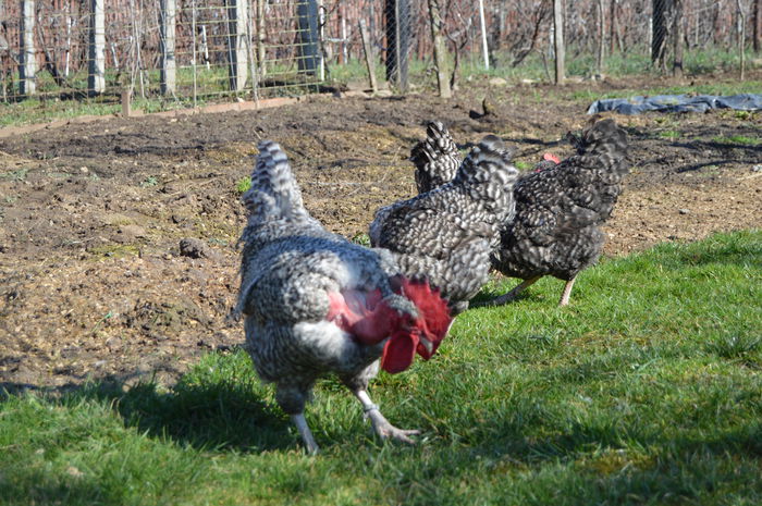 gat golast de transilvania -barat (33)