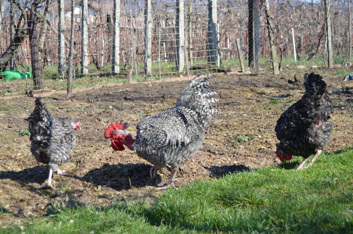 gat golast de transilvania -barat (34)