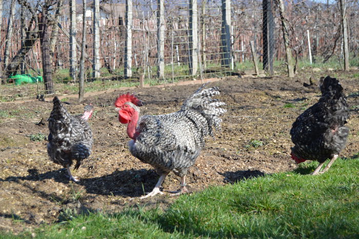 gat golast de transilvania -barat (35)