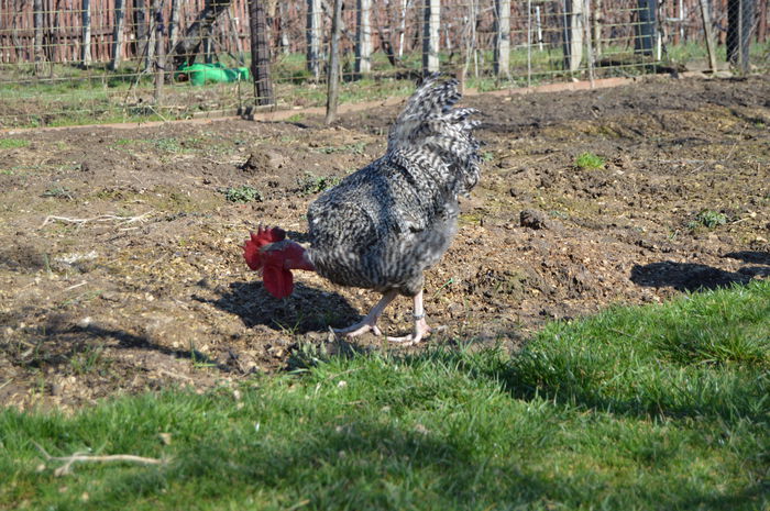 gat golast de transilvania -barat (39)