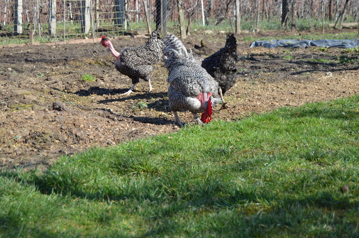 gat golast de transilvania -barat (42)