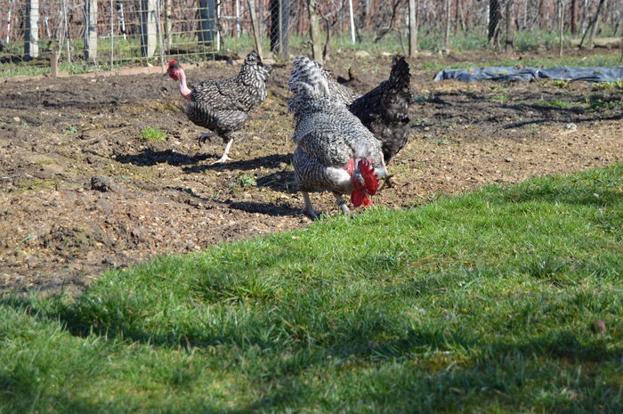 gat golast de transilvania -barat (43)