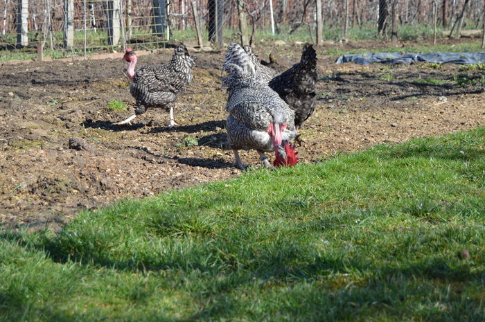 gat golast de transilvania -barat (44)