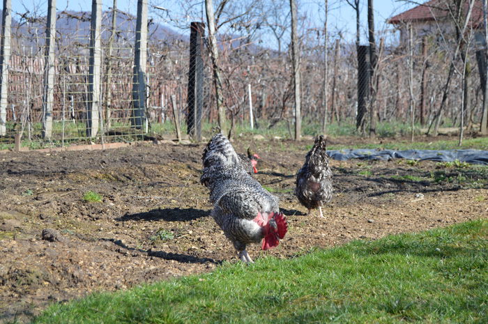 gat golast de transilvania -barat (46)