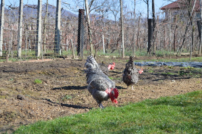 gat golast de transilvania -barat (47)