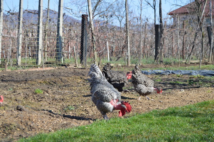 gat golast de transilvania -barat (48)