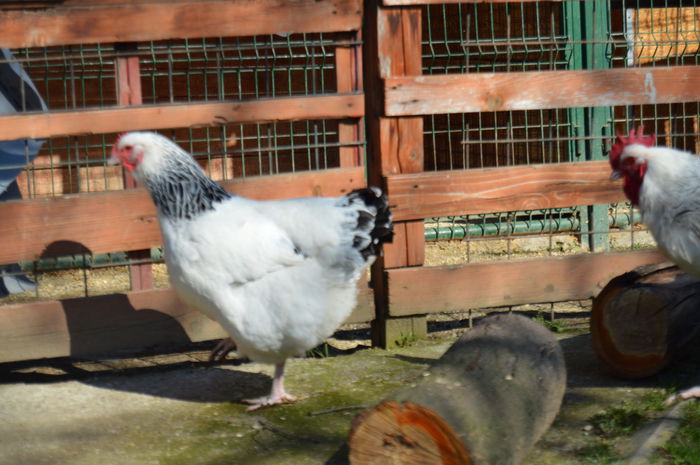 sussex (37) - Sussex 2015