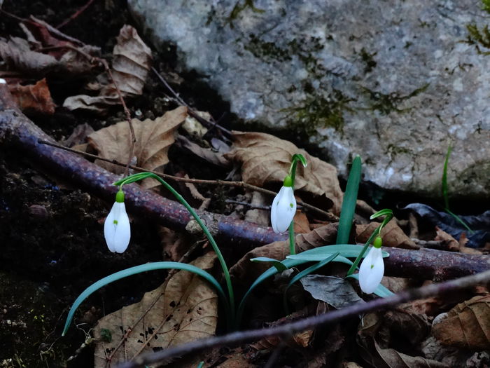 DSC09309 - Plante in natura