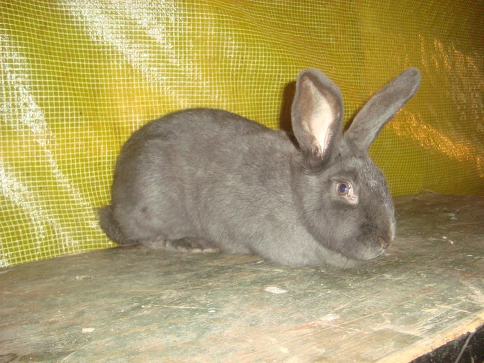055 - x- iepuri de rasa