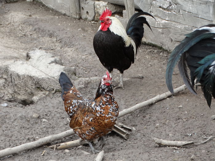 DSC05608
