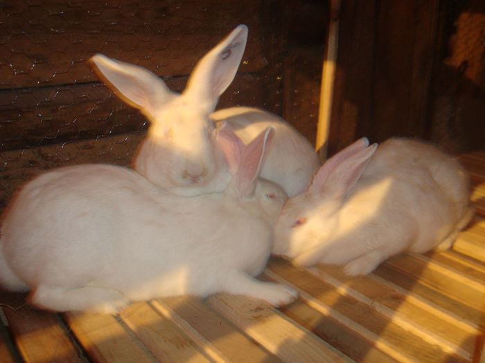 femele gestante hycolle de la iepuridecrne - x- achiziti 2015 URECHEATI