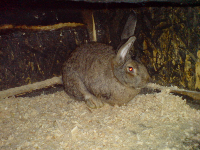 femela 1 an - iepuri 2010