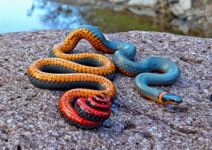 colorful-snakes-adders-vipers-61__880 - CURIOZITATI REALE