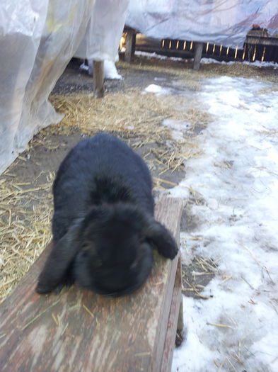 Masculas 3 luni productie proprie