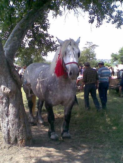 Imag055 - Cai grei si semigrei