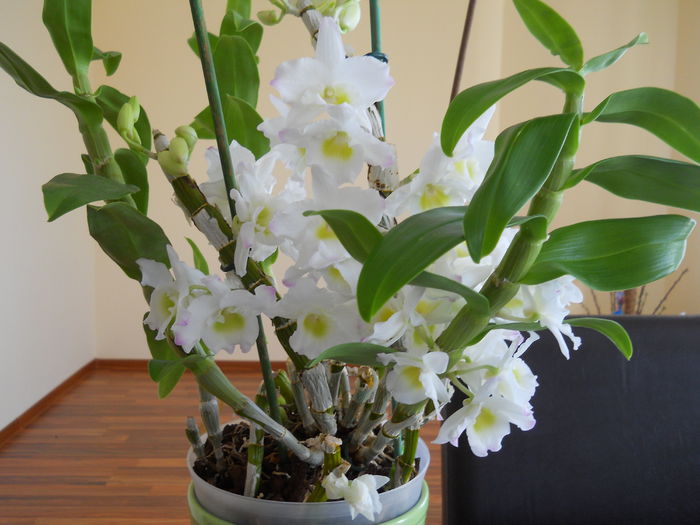 2270 - dendrobium 2015