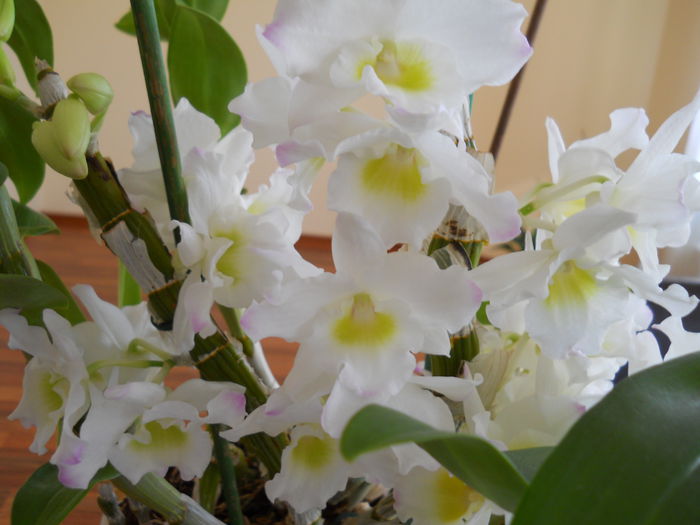 2272 - dendrobium 2015