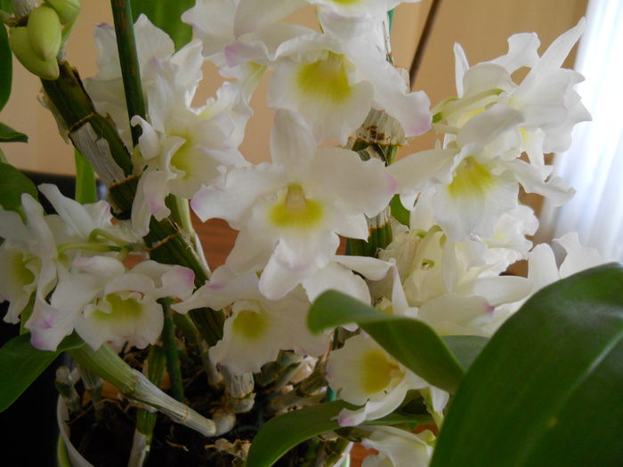 2274 (2) - dendrobium 2015