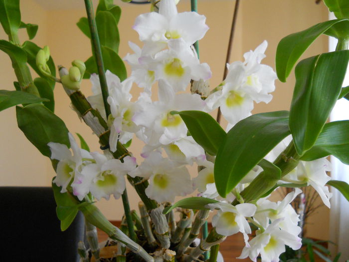 2275 - dendrobium 2015