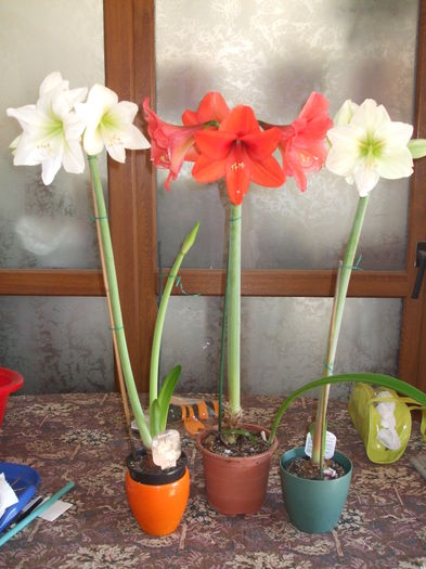 DSCF4564 - Amaryllis_Hypeastrum