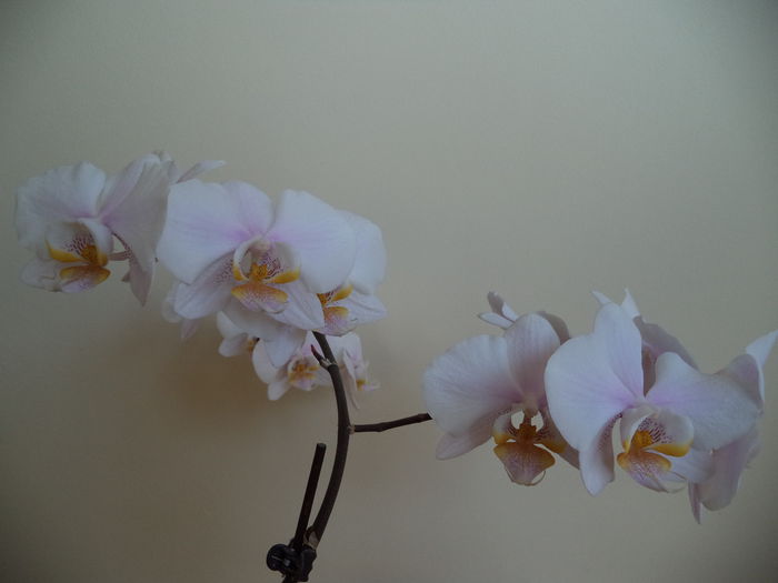 DSC03222 - 2015 Orhidee