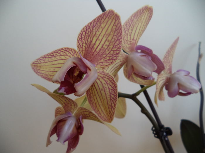 DSC03224 - 2015 Orhidee