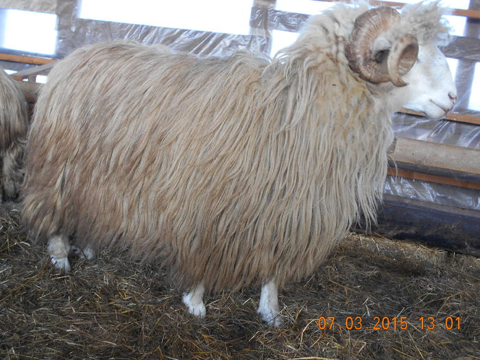 DSCN1916 - Berbeci 2o14-2015