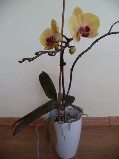 DSC03229 - 2015 Orhidee
