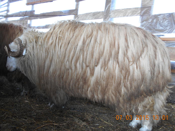 DSCN1918 - Berbeci 2o14-2015