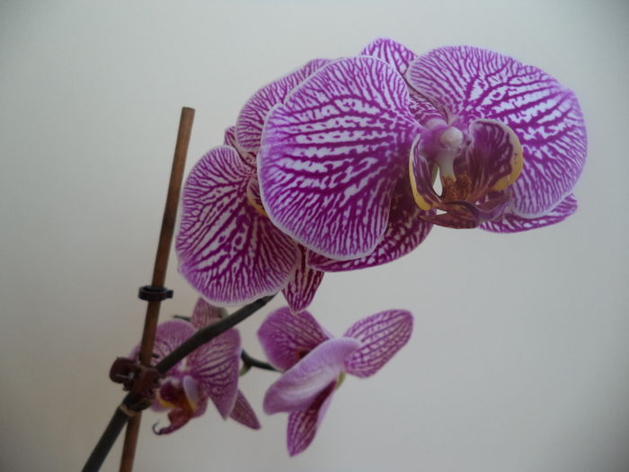 DSC03230 - 2015 Orhidee