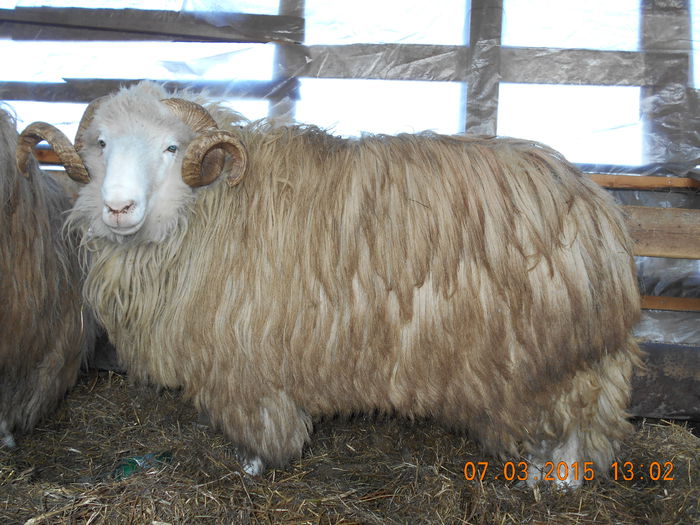 DSCN1922 - Berbeci 2o14-2015