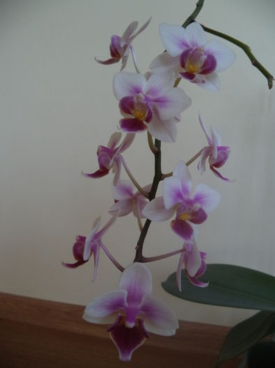 9 martie - 2015 Orhidee