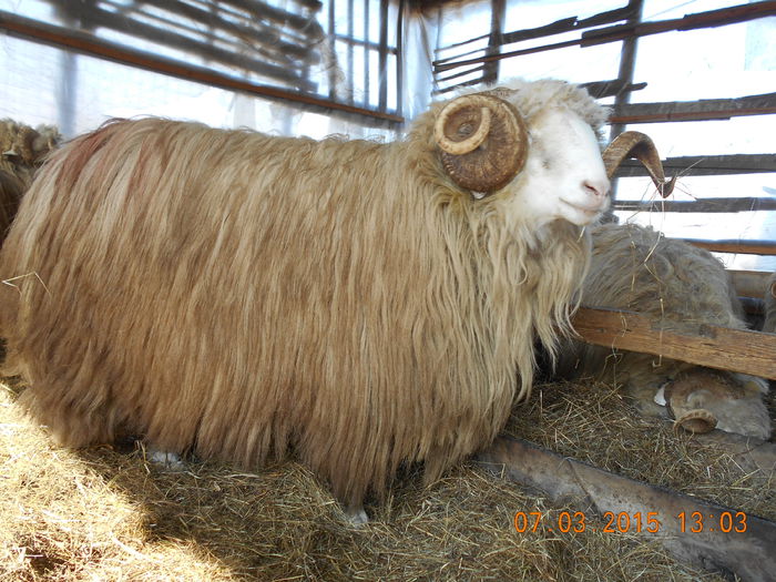 DSCN1924 - Berbeci 2o14-2015