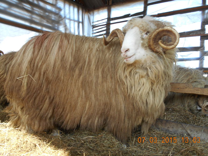 DSCN1926 - Berbeci 2o14-2015