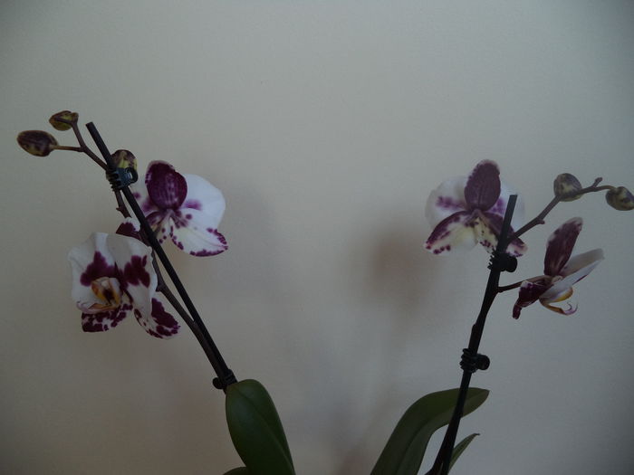 DSC03235 - 2015 Orhidee