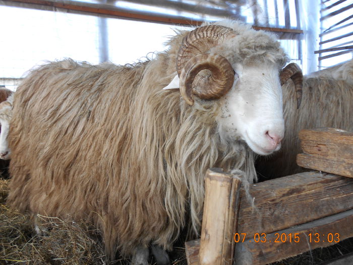 DSCN1928 - Berbeci 2o14-2015