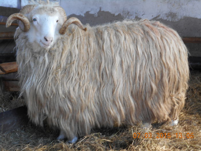 DSCN1931 - Berbeci 2o14-2015